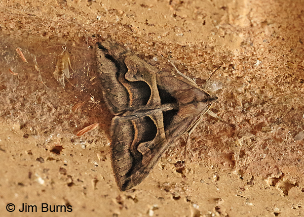 Cellar Melipotis Moth, Texas